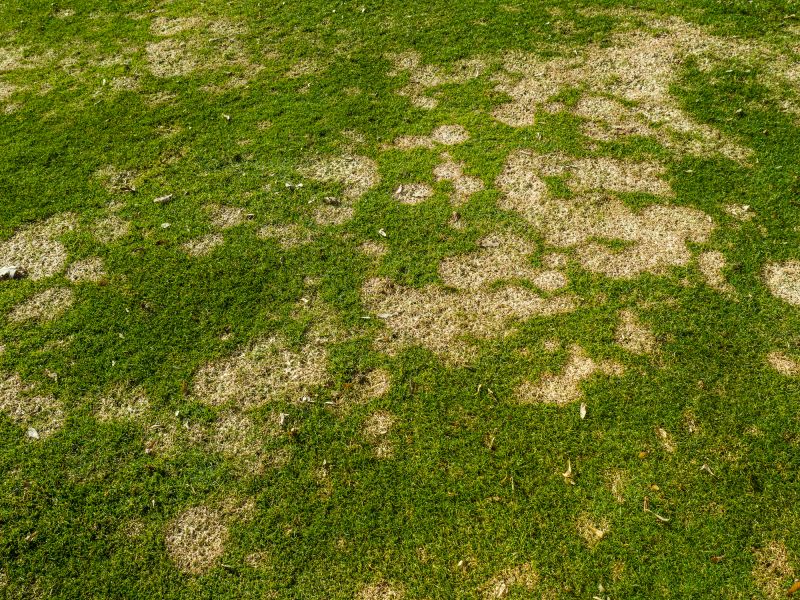Lawn Damage from Leaves